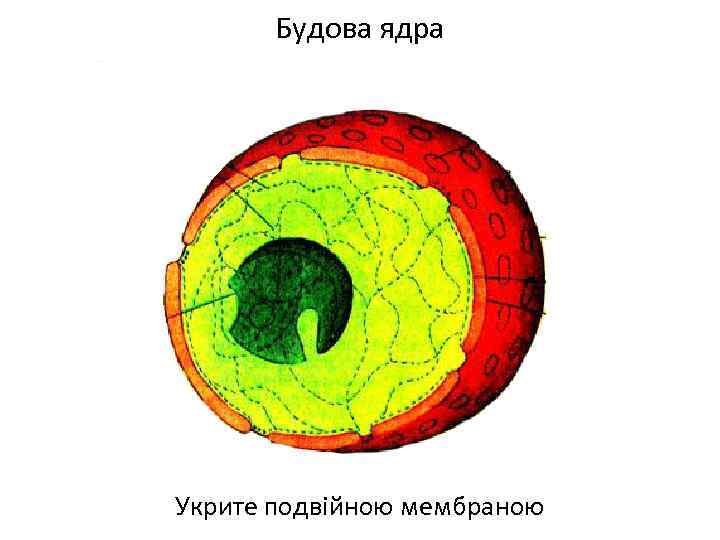 Будова ядра Укрите подвійною мембраною 