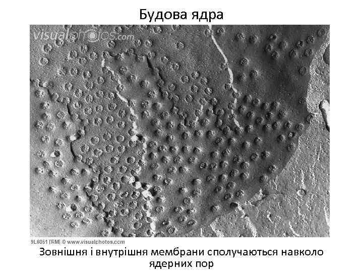 Будова ядра Зовнішня і внутрішня мембрани сполучаються навколо ядерних пор 