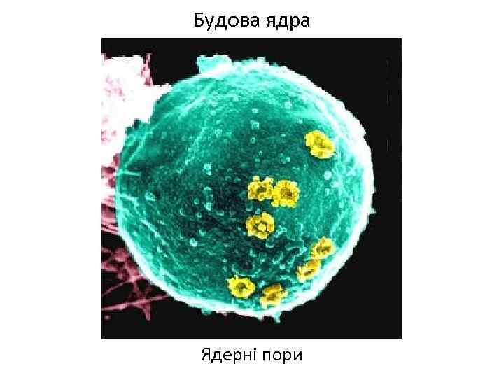 Будова ядра Ядерні пори 