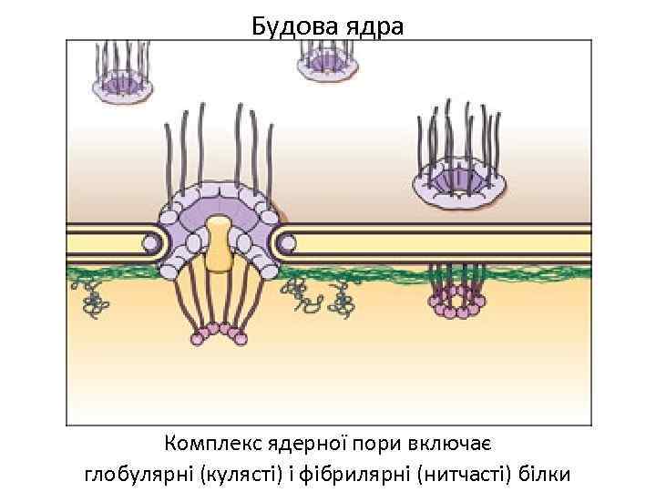 Будова ядра Комплекс ядерної пори включає глобулярні (кулясті) і фібрилярні (нитчасті) білки 