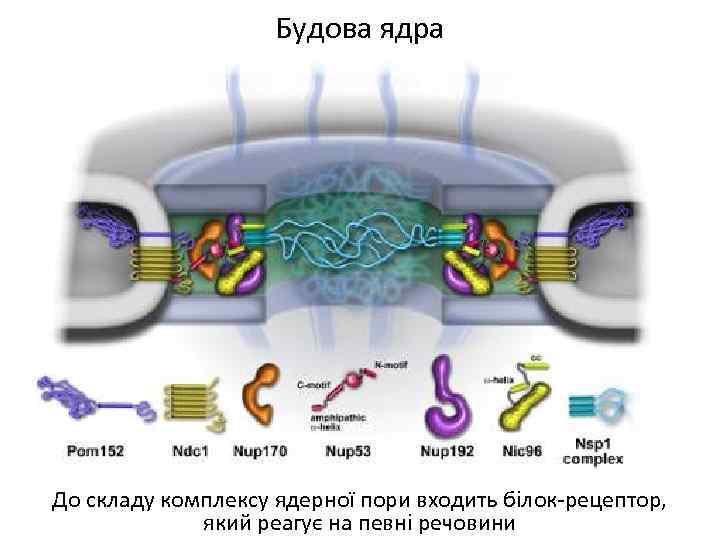 Будова ядра До складу комплексу ядерної пори входить білок-рецептор, який реагує на певні речовини