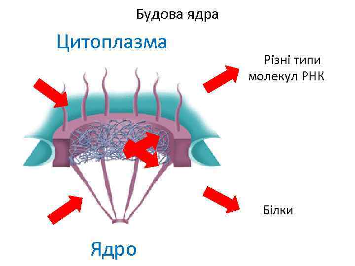 Будова ядра Цитоплазма Різні типи молекул РНК Білки Ядро 