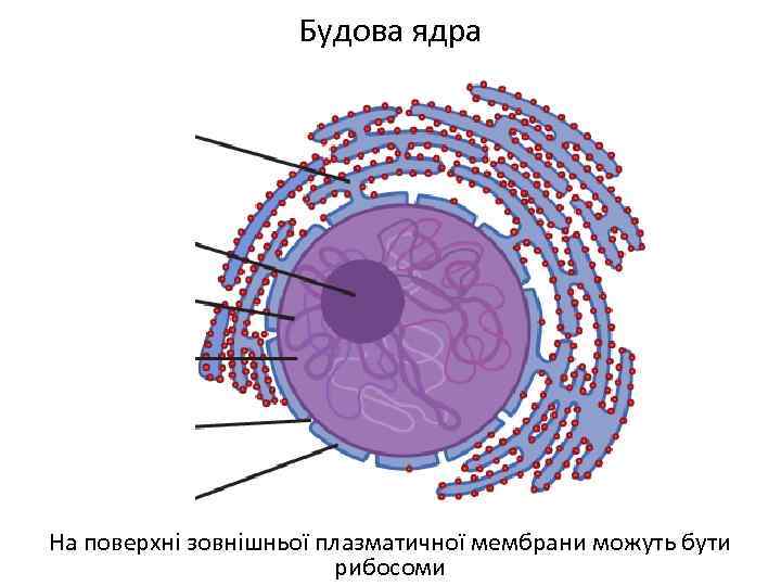 Будова ядра На поверхні зовнішньої плазматичної мембрани можуть бути рибосоми 