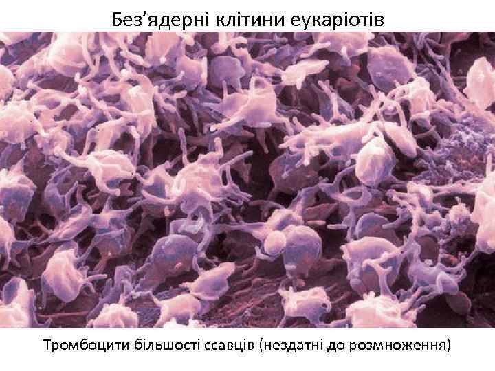 Без’ядерні клітини еукаріотів Тромбоцити більшості ссавців (нездатні до розмноження) 