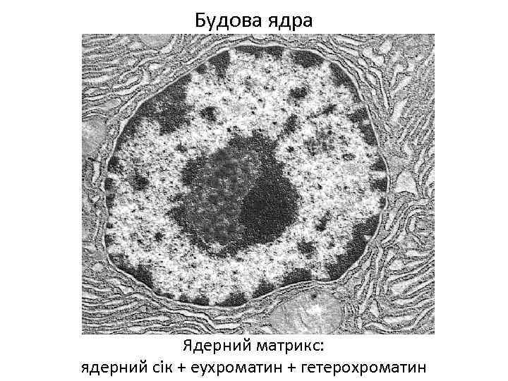 Будова ядра Ядерний матрикс: ядерний сік + еухроматин + гетерохроматин 