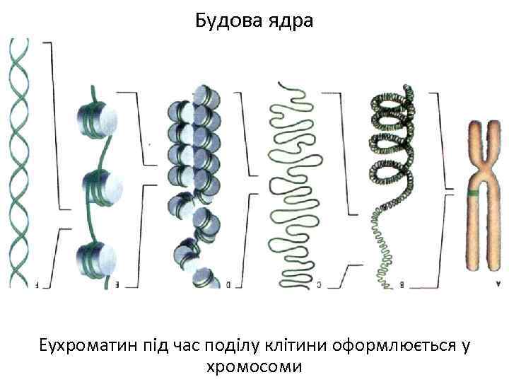 Будова ядра Еухроматин під час поділу клітини оформлюється у хромосоми 