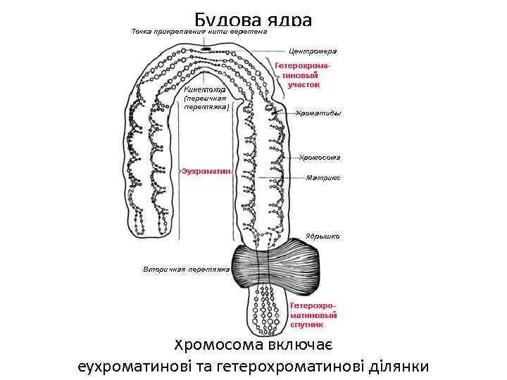 Будова ядра Хромосома включає еухроматинові та гетерохроматинові ділянки 