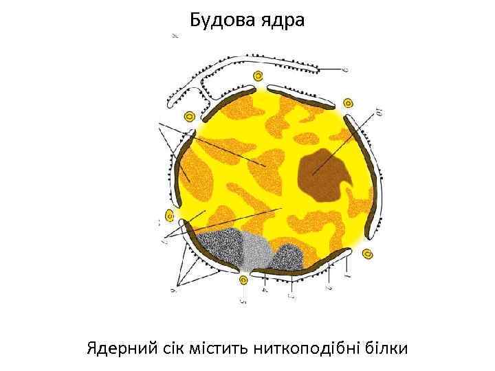 Будова ядра Ядерний сік містить ниткоподібні білки 