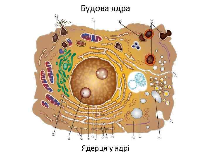 Будова ядра Ядерця у ядрі 