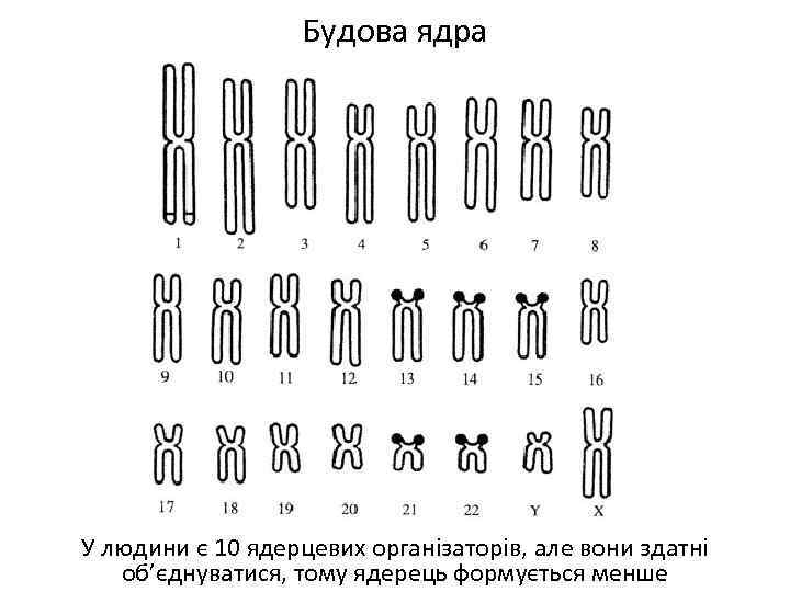 Будова ядра У людини є 10 ядерцевих організаторів, але вони здатні об’єднуватися, тому ядерець