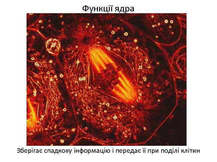 Функції ядра Зберігає спадкову інформацію і передає її при поділі клітин 