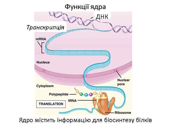 Функції ядра ДНК Транскрипція Ядро містить інформацію для біосинтезу білків 