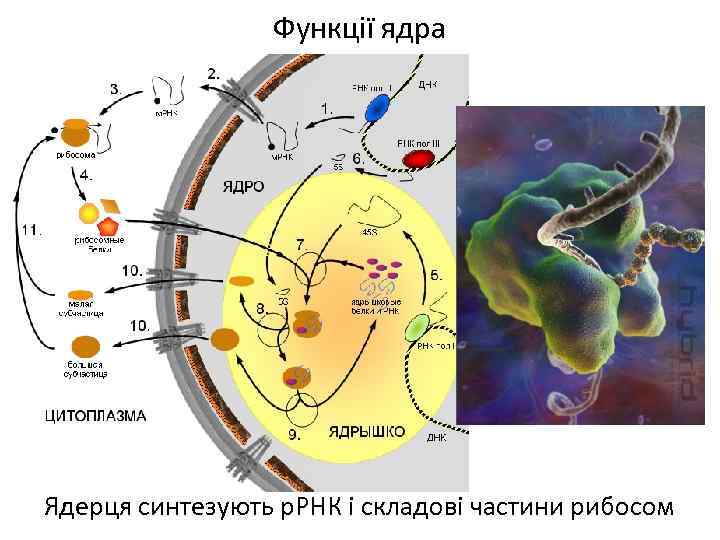 Функції ядра Ядерця синтезують р. РНК і складові частини рибосом 