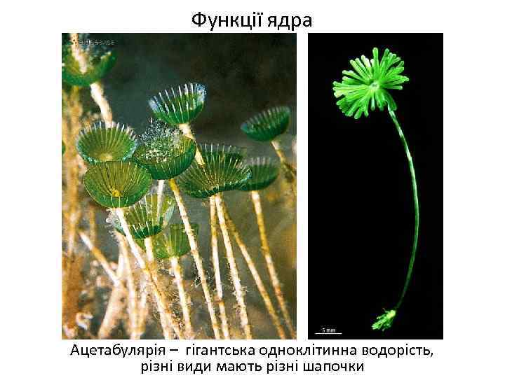 Функції ядра Ацетабулярія – гігантська одноклітинна водорість, різні види мають різні шапочки 