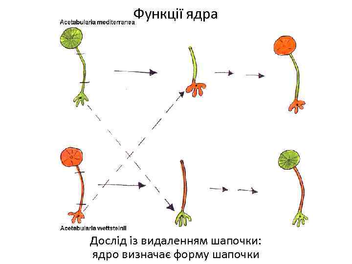 Функції ядра Дослід із видаленням шапочки: ядро визначає форму шапочки 