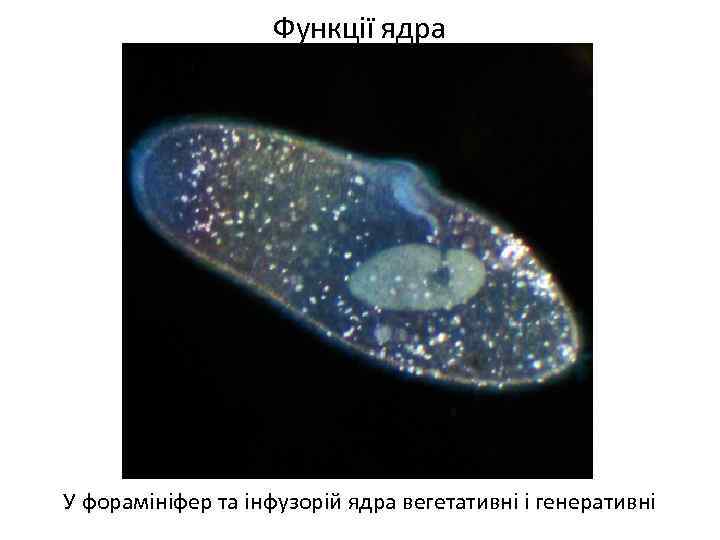 Функції ядра У форамініфер та інфузорій ядра вегетативні і генеративні 