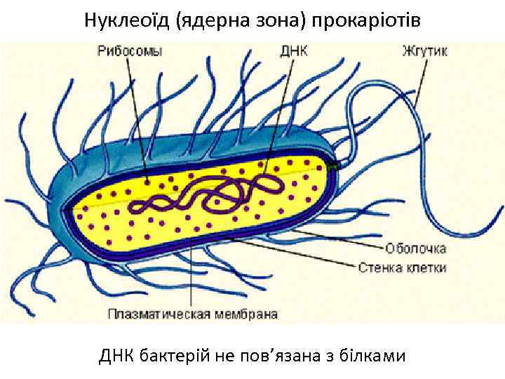 Нуклеоїд (ядерна зона) прокаріотів ДНК бактерій не пов’язана з білками 