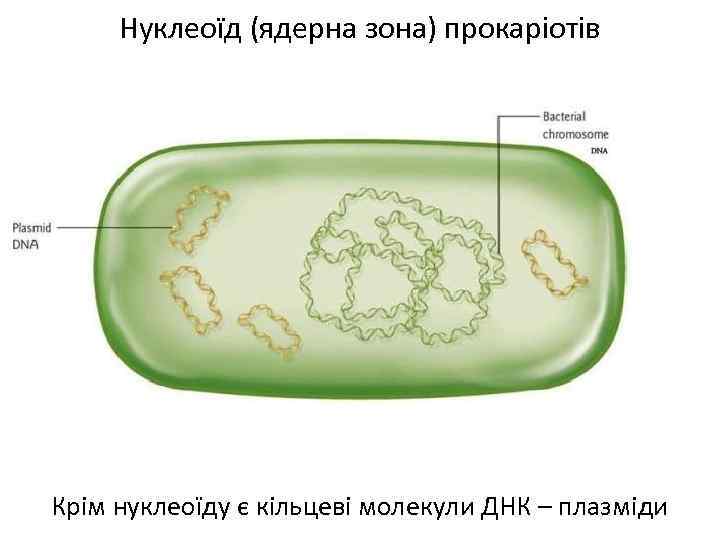 Нуклеоїд (ядерна зона) прокаріотів Крім нуклеоїду є кільцеві молекули ДНК – плазміди 