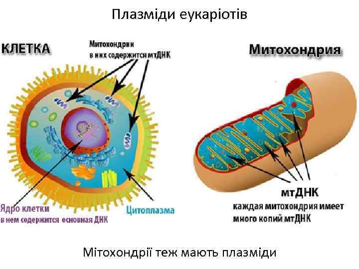 Плазміди еукаріотів Мітохондрії теж мають плазміди 