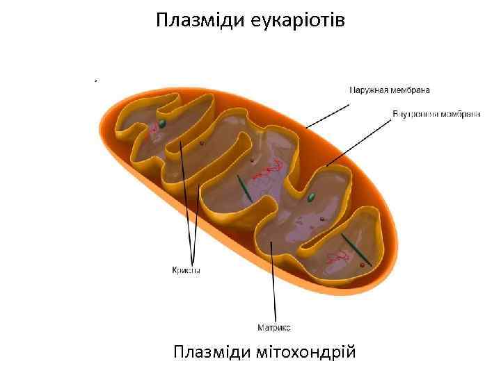 Плазміди еукаріотів Плазміди мітохондрій 