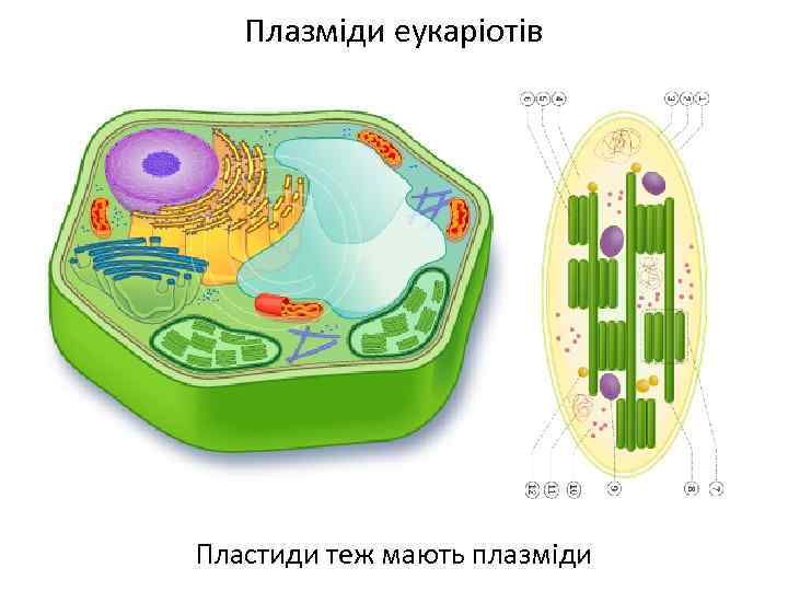 Плазміди еукаріотів Пластиди теж мають плазміди 