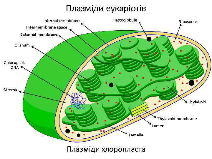 Плазміди еукаріотів Плазміди хлоропласта 