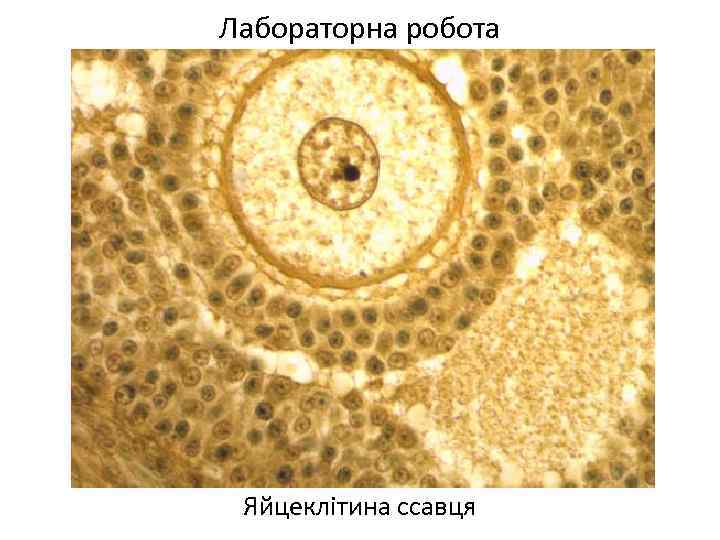 Лабораторна робота Яйцеклітина ссавця 