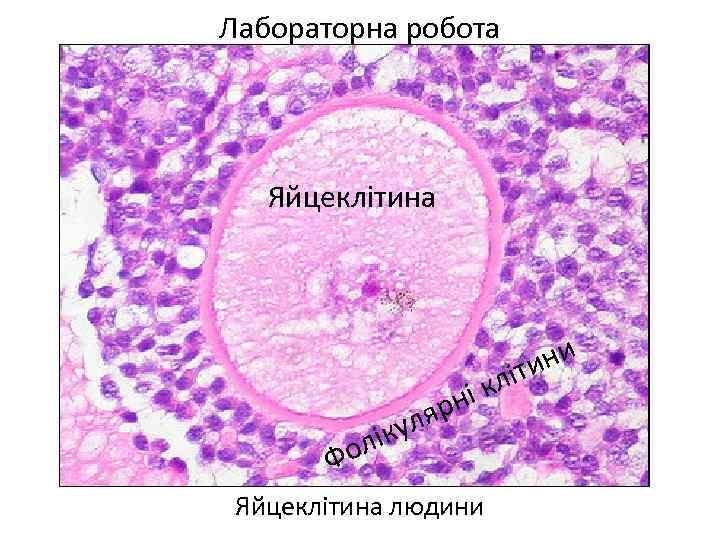 Лабораторна робота Яйцеклітина ни іти і кл рн уля лік о Ф Яйцеклітина людини