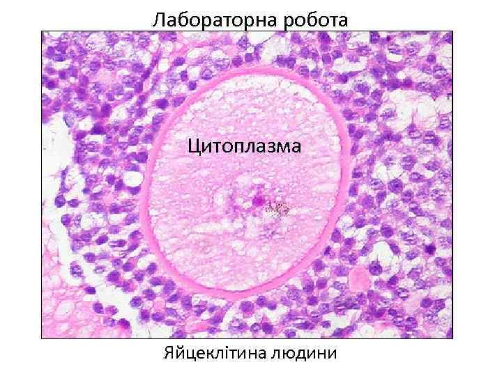 Лабораторна робота Цитоплазма Яйцеклітина людини 