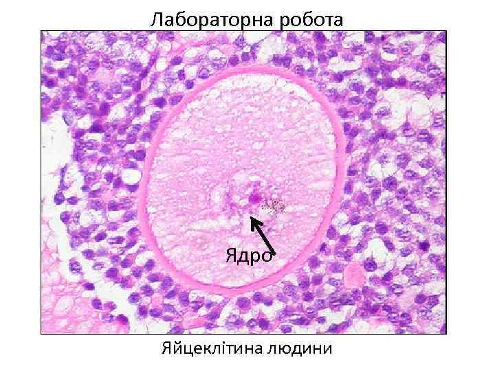 Лабораторна робота Ядро Яйцеклітина людини 