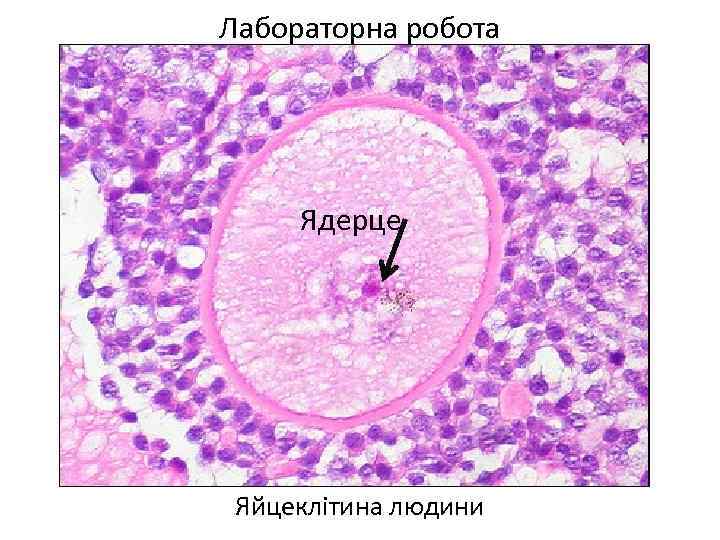 Лабораторна робота Ядерце Яйцеклітина людини 