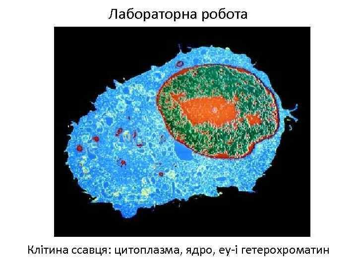 Лабораторна робота Клітина ссавця: цитоплазма, ядро, еу-і гетерохроматин 