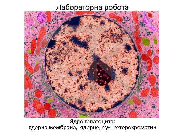 Лабораторна робота Ядро гепатоцита: ядерна мембрана, ядерце, еу- і гетерохроматин 