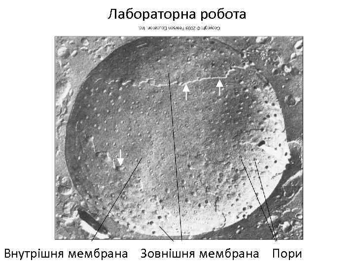 Лабораторна робота Внутрішня мембрана Зовнішня мембрана Пори 