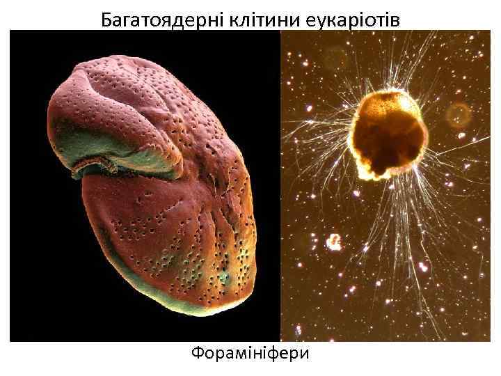 Багатоядерні клітини еукаріотів Форамініфери 