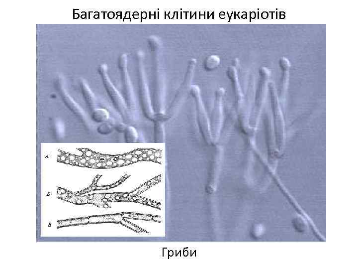 Багатоядерні клітини еукаріотів Гриби 