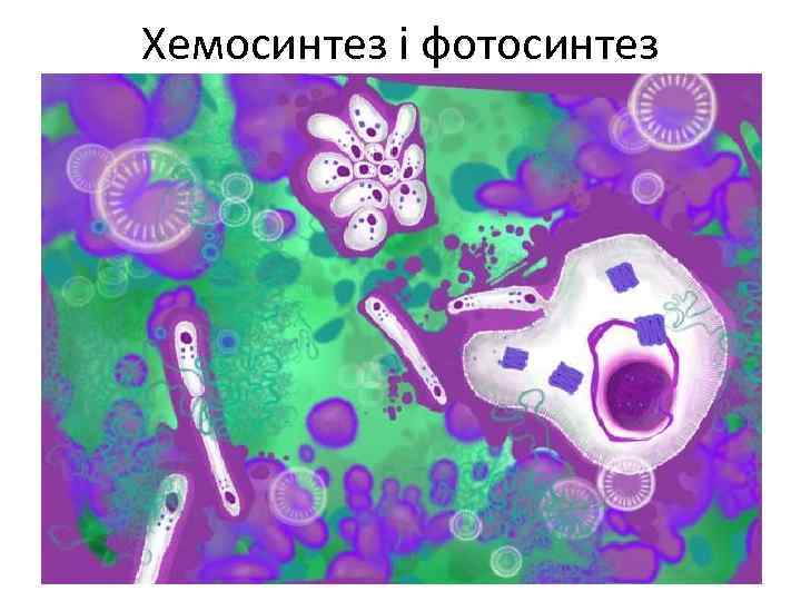 Хемосинтез і фотосинтез 