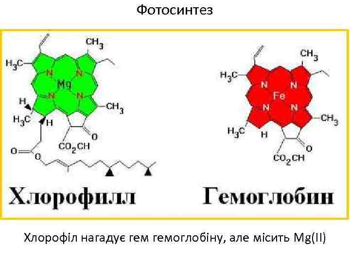 Фотосинтез Хлорофіл нагадує гемоглобіну, але місить Mg(ІІ) 