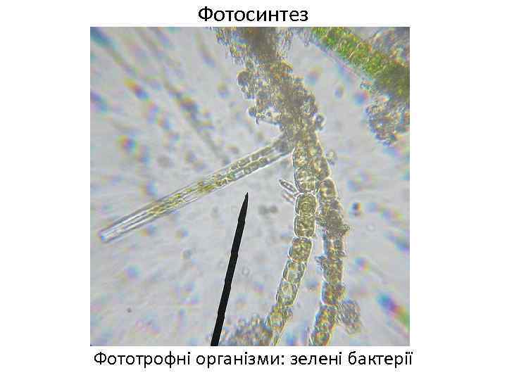 Фотосинтез Фототрофні організми: зелені бактерії 