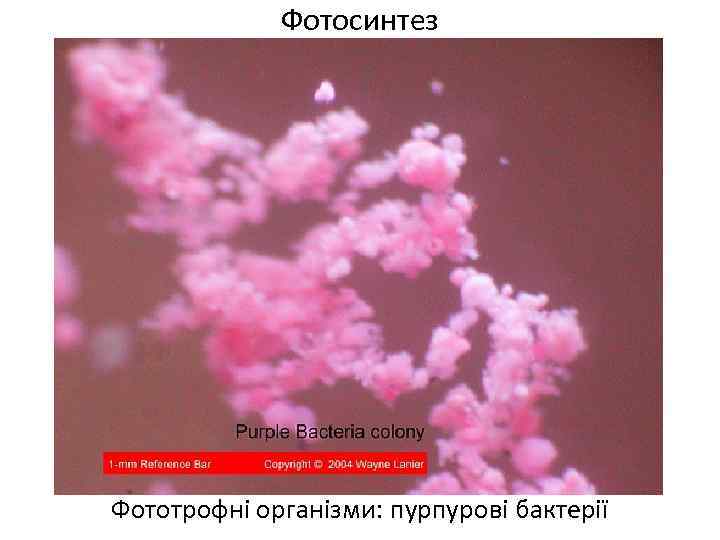 Фотосинтез Фототрофні організми: пурпурові бактерії 