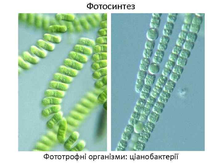 Фотосинтез Фототрофні організми: ціанобактерії 