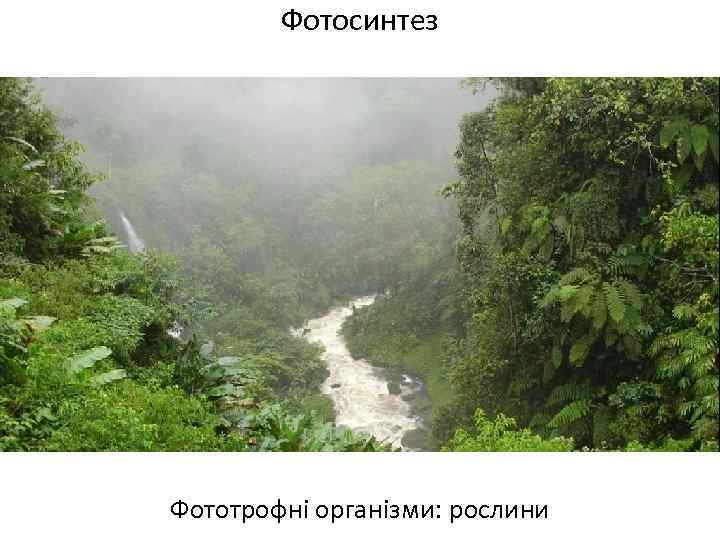 Фотосинтез Фототрофні організми: рослини 