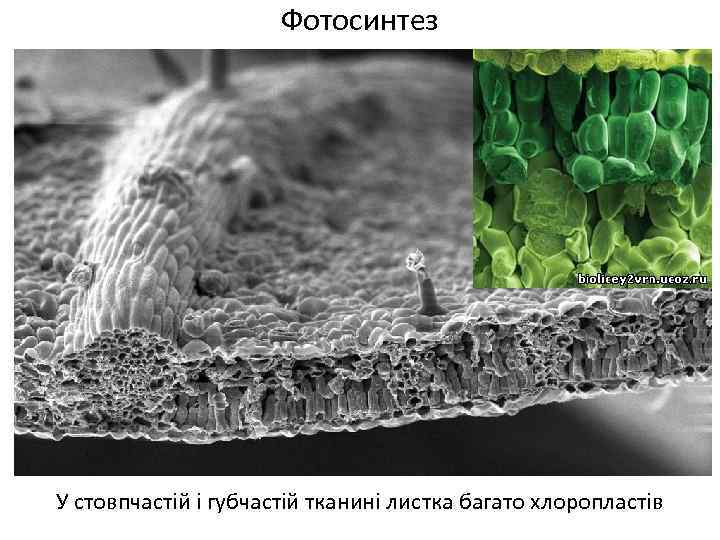 Фотосинтез У стовпчастій і губчастій тканині листка багато хлоропластів 