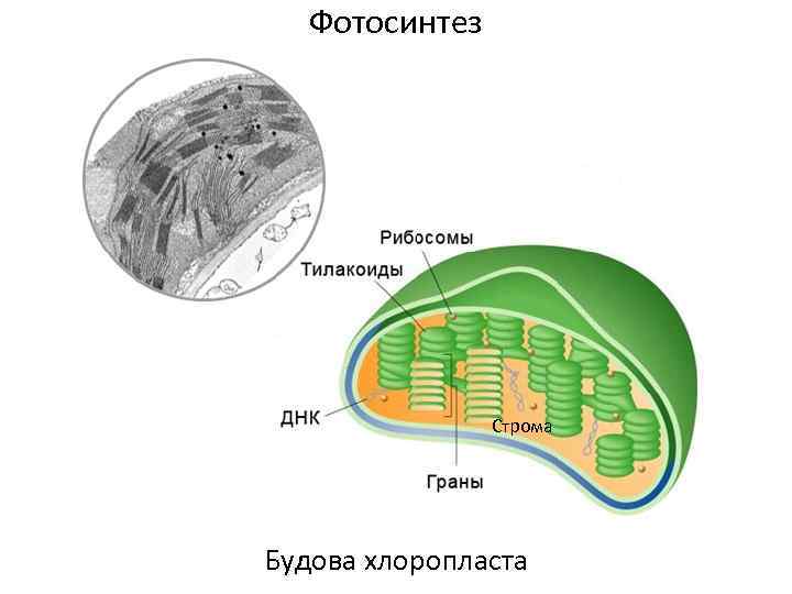 Фотосинтез Строма Будова хлоропласта 