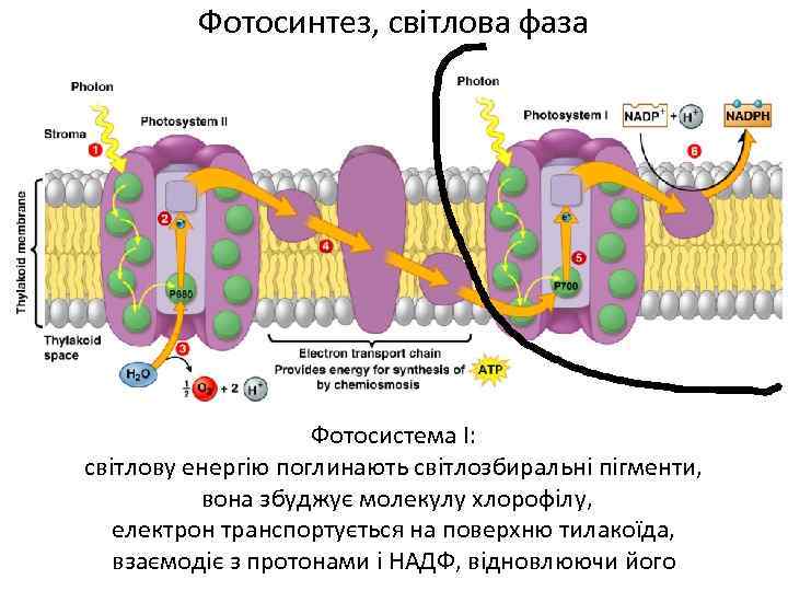 Фотосинтез, світлова фаза Фотосистема І: світлову енергію поглинають світлозбиральні пігменти, вона збуджує молекулу хлорофілу,