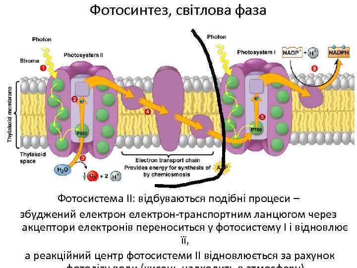 Фотосинтез, світлова фаза Фотосистема ІІ: відбуваються подібні процеси – збуджений електрон-транспортним ланцюгом через акцептори