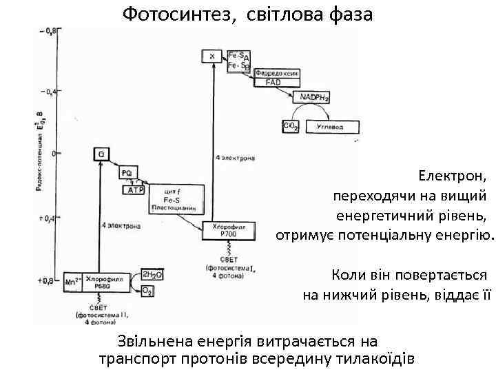 Фотосинтез, світлова фаза Електрон, переходячи на вищий енергетичний рівень, отримує потенціальну енергію. Коли він