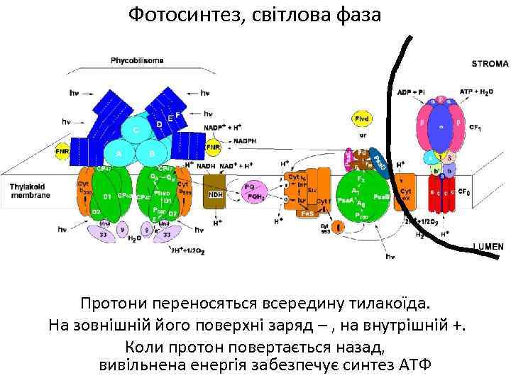 Фотосинтез, світлова фаза Протони переносяться всередину тилакоїда. На зовнішній його поверхні заряд – ,