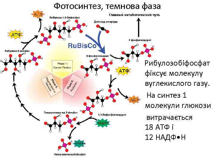Фотосинтез, темнова фаза Рибулозобіфосфат фіксує молекулу вуглекислого газу. На синтез 1 молекули глюкози витрачається