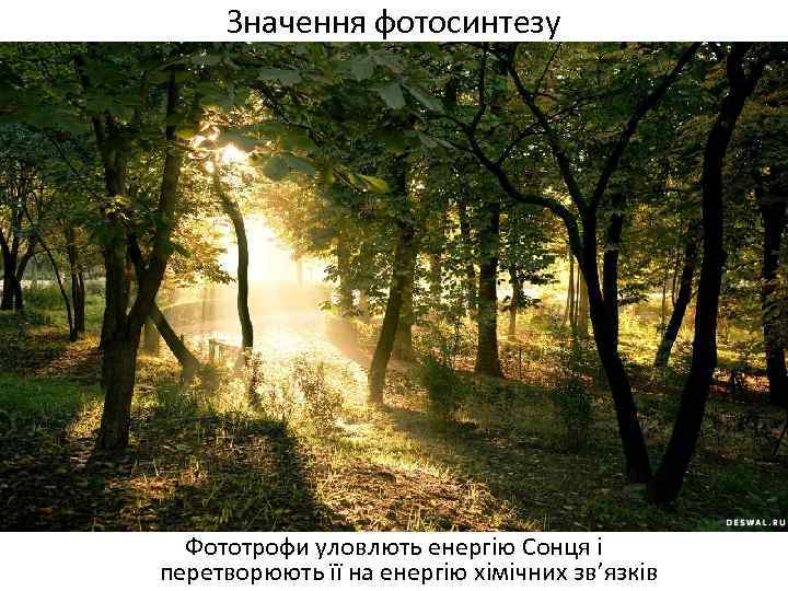 Значення фотосинтезу Фототрофи уловлють енергію Сонця і перетворюють її на енергію хімічних зв’язків 